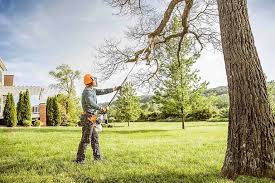 Best Lawn Renovation and Restoration  in Collierville, CA