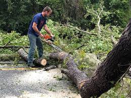 Best Tree and Shrub Care  in Collierville, CA