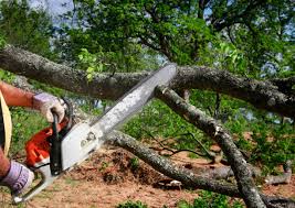 Best Tree Maintenance Programs  in Collierville, CA