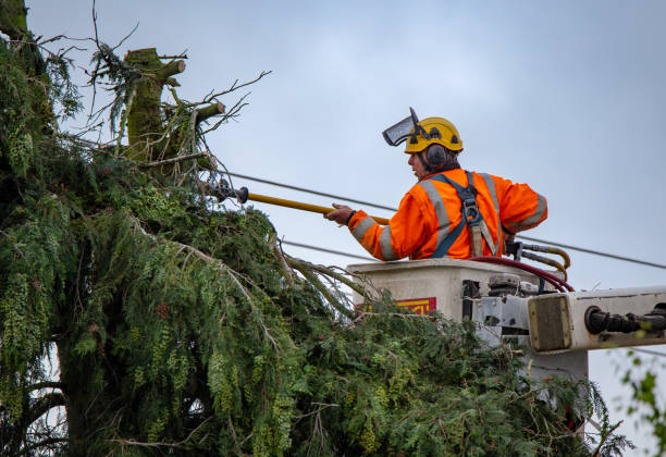 Best Tree Trimming and Pruning  in Collierville, CA