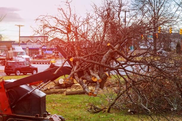 How Our Tree Care Process Works  in  Collierville, CA