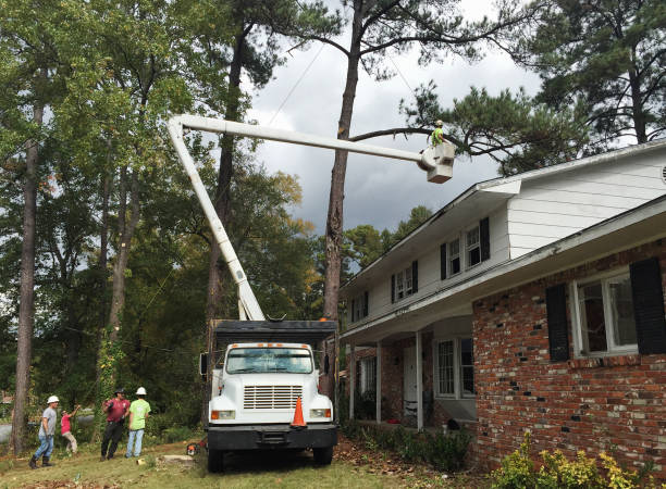 Best Hedge Trimming  in Collierville, CA