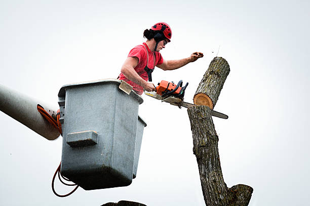 Best Tree Cabling and Bracing  in Collierville, CA