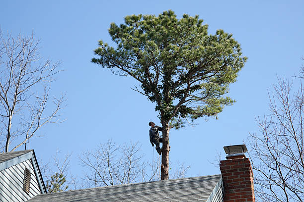 Best Hazardous Tree Removal  in Collierville, CA
