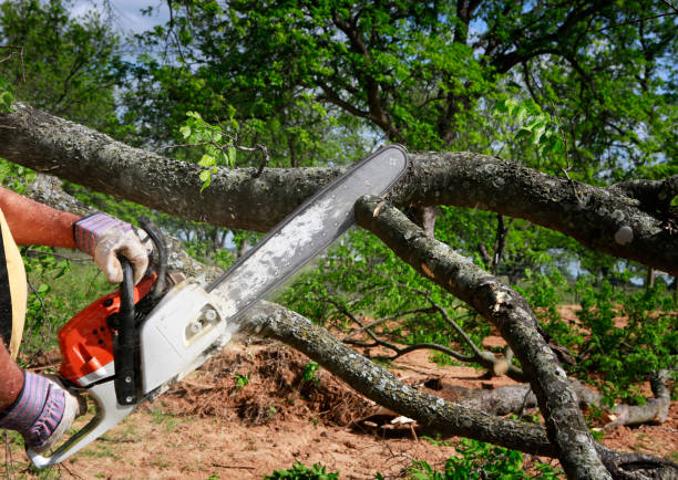 Reliable Collierville, CA Tree Care Solutions
